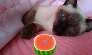 小猫可以吃什么水果 猫可以吃水果吗